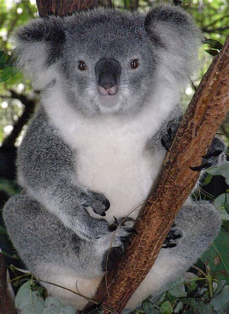 Koala .